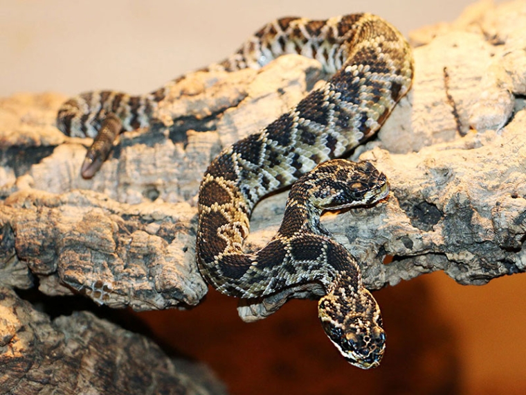 Il serpente a sonagli con due