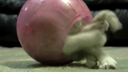 Piccolo gattino rimane intrappolato dentro ad una palla