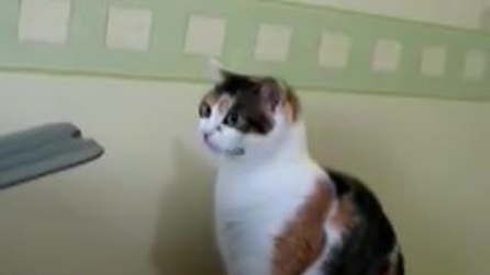 Il gatto contro la stampante