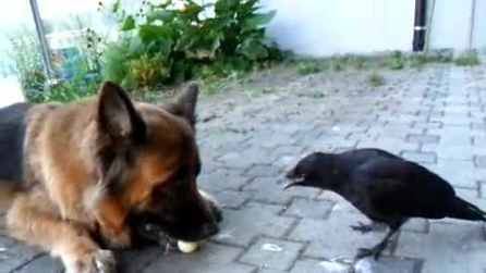 Il cane gioca con una pallina insieme al corvo