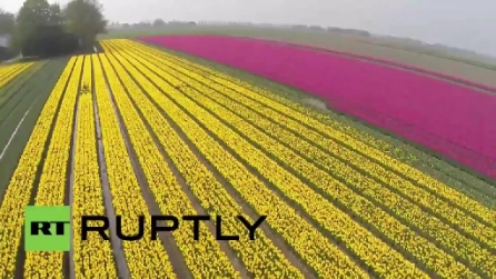 Olanda, spettacolo di colori con i tulipani in fiore