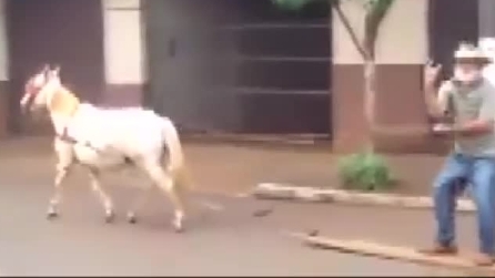 Ecco come si ‘guida’ un cavallo senza essere all’ippodromo