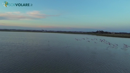 Fenicotteri sulle Saline di Cervia