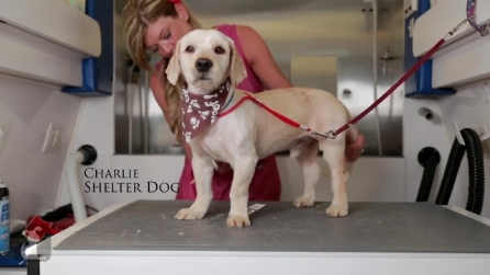 Il cane "senza-tetto" abbandonato e malnutrito rischia l'eutanasia: lo salvano e gli trovano una casa