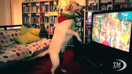 Segna il Portogallo e il labrador festeggia davanti alla tv