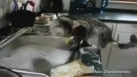 Il gatto che lava e recupera un piatto dal lavandino