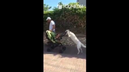 Il cane che porta un bimbo a passeggio
