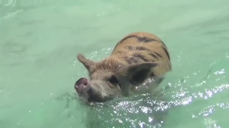 I maiali che nuotano nella loro isola nelle Bahamas