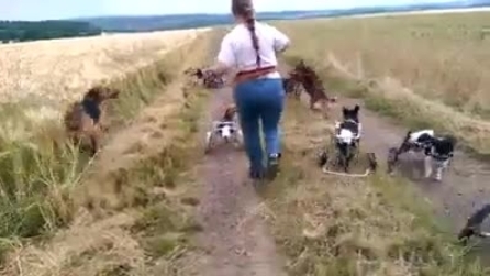 La voglia di giocare dei cani: hanno perso le zampe ma non la gioia