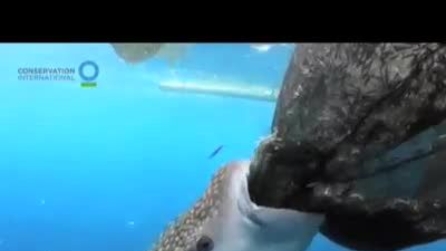 La caccia dello squalo balena