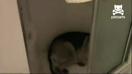 Il cane combinaguai chiede perdono al padrone