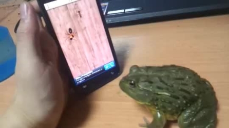 Una rana gioca con uno smartphone