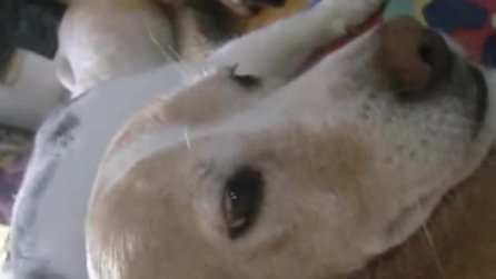 Coccole e amore infinito tra cane e gatto