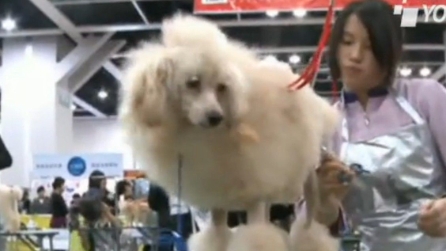 I cani della Fiera dell'animale domestico si rifanno l'"acconciatura"