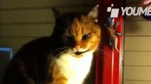 Ludwig, gatto coccoloso