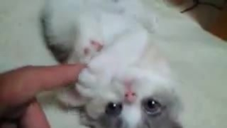 Il mio gattino Chico è adorabile!