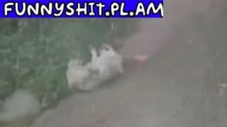 Il cane che "gode come un matto" a fare lo scivolo