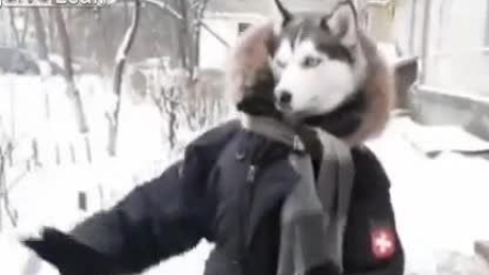 Un husky davvero pazzo!