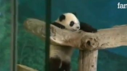 Tutti pazzi per l'ultimo panda nato allo zoo in Taiwan