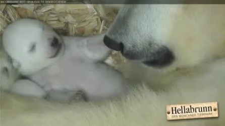 Emozionante Cuccioli Di Orso Polare Aprono Gli Occhi E Vedono Per