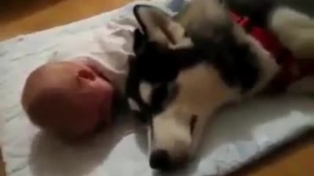 Li neonato piange e l'huskey prova a farlo smettere