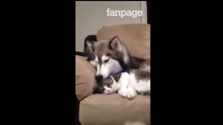 Le dolci coccole di un Husky all'amico gatto