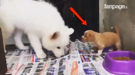 Il cagnolino non vuole saperne di cedere la cena: la sua reazione è adorabile