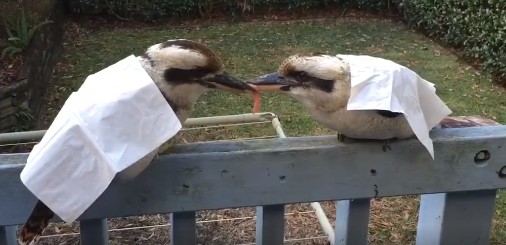 Come Allevare Un Passerotto Caduto Dal Nido