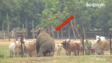 L'elefantino cerca di fare colpo sulle mucche: la loro reazione è fantastica