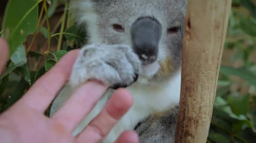immagini koala da scarica