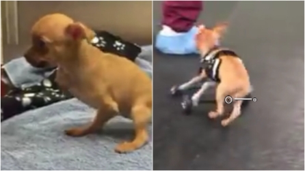Il cagnolino non ha le zampe anteriori: con le protesi cammina per la prima volta