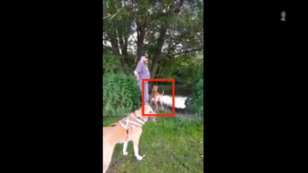 Il cane va al fiume per la prima volta: la sua reazione inaspettata è esilarante