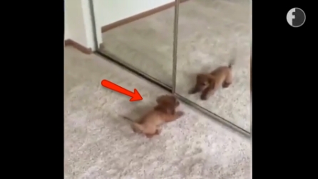 Il cagnolino è convinto di aver trovato un nuovo amico: la sua reazione è adorabile
