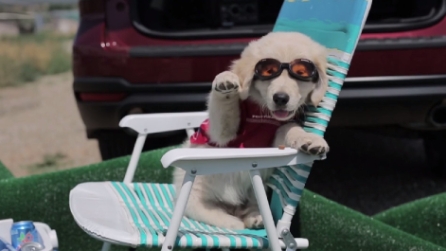 Non manca nulla a questo adorabile cucciolo, tranne qualcuno che li adotti