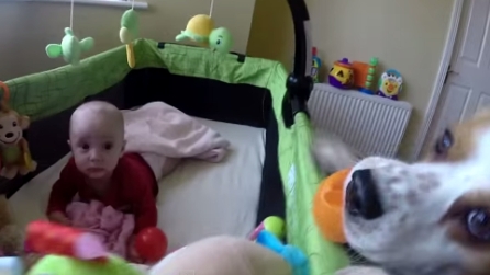 Il cane che insegna alla piccola come giocare con le palline colorate