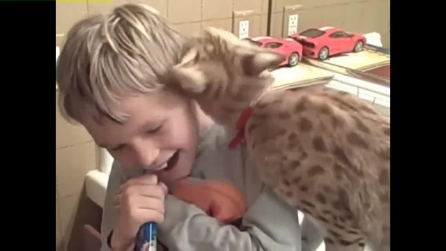 Il gatto che vuole lavarsi i denti con lo spazzolino del suo amico