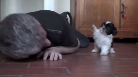 Chiunque finirebbe sdraiato a terra per giocare con questo adorabile cagnolino