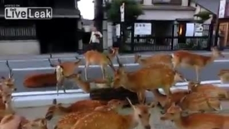 portopalo