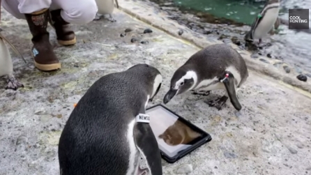 Poggia un iPad a terra, non avrebbe mai pensato che sarebbe successo questo