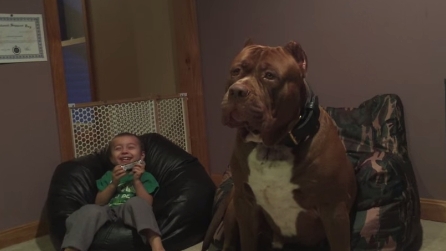 Quando suona l'armonica ecco come reagisce il suo pit bull