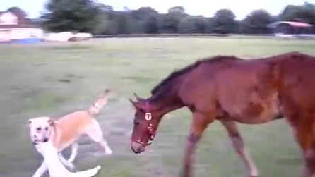 Il cane afferra l'asciugamano e si avvicina al cucciolo di cavallo. Guardate la sua reazione