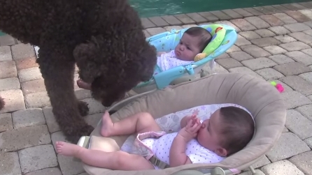 Questo cane si avvicina alle gemelline neonate e la motivazione vi farà sorridere