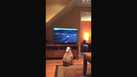 La reazione di questo bulldog davanti alla TV vi stupirà