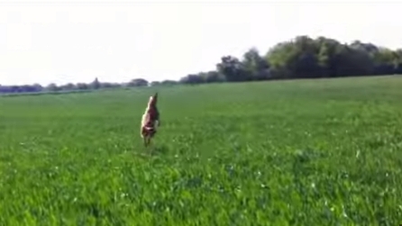Questo cane vede un prato per la prima volta e la sua reazione è divertentissima