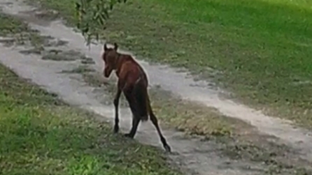 Questo piccolo cavallo era malatissimo ma quando vedrete come sta dopo le cure resterete senza parole