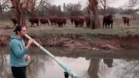 Comincia a suonare questo strano strumento: incredibile "reazione" delle mucche