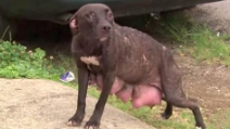 Abbandonato e separato dai suoi cuccioli, ecco la sua reazione quando rivede i piccoli