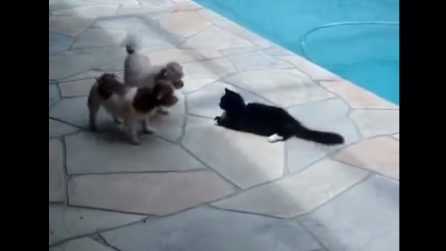 I due cani si avvicinano al gatto a bordo piscina, ma ecco cosa succede