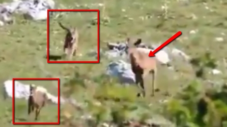 Il lupo tenta di aggredire il cerbiatto ma la reazione di mamma cerva è incredibile