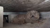 Aspetta per un anno in strada il suo padrone, fino a quando qualcuno si accorge di lui